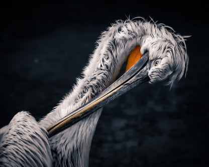 Curved Pelican Portrait