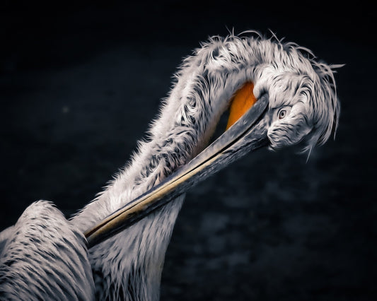 Curved Pelican Portrait