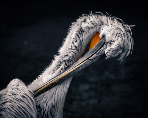 Curved Pelican Portrait
