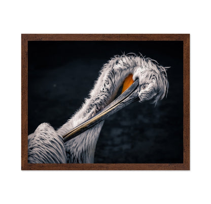 Curved Pelican Portrait