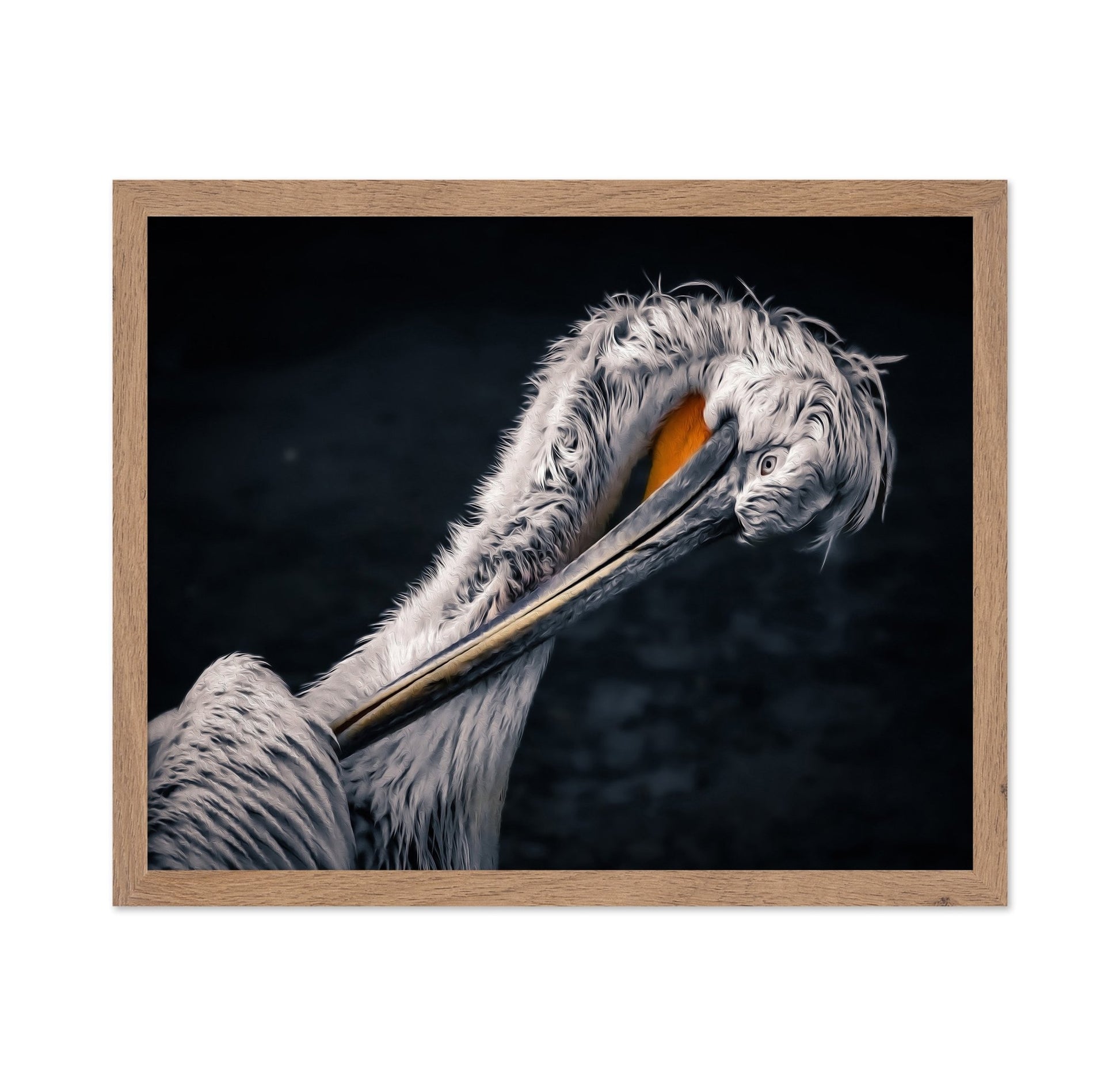Curved Pelican Portrait