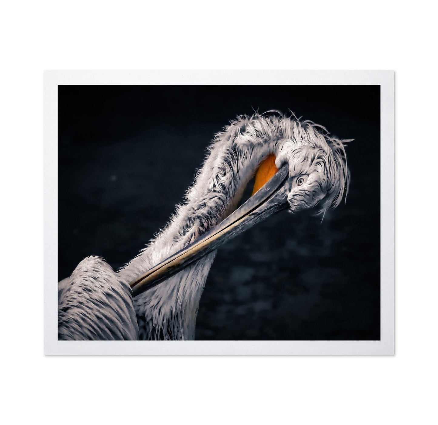 Curved Pelican Portrait