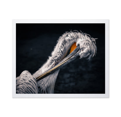 Curved Pelican Portrait