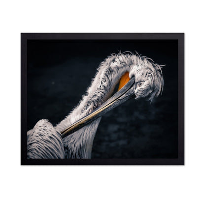 Curved Pelican Portrait