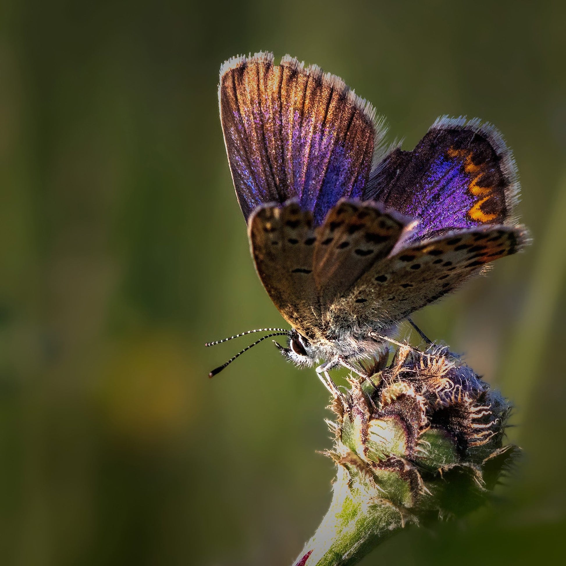 Violet Wing Butterfly