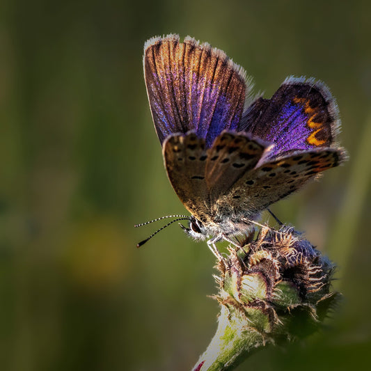 Violet Wing Butterfly