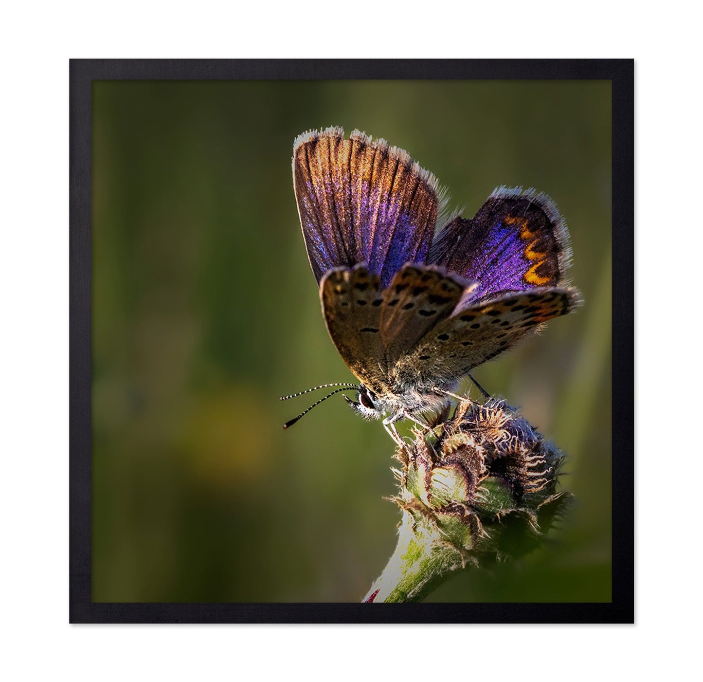 Violet Wing Butterfly