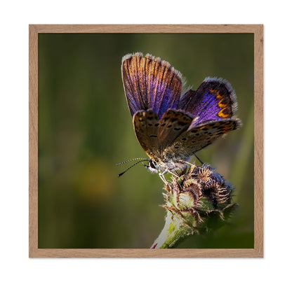 Violet Wing Butterfly