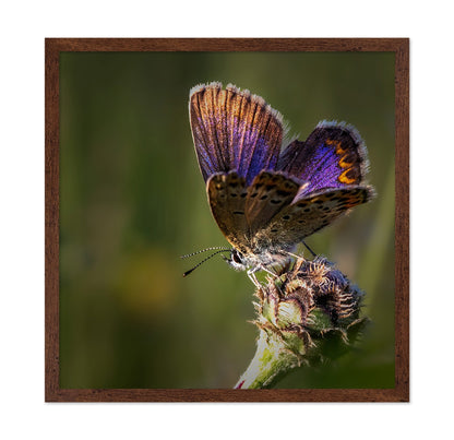Violet Wing Butterfly