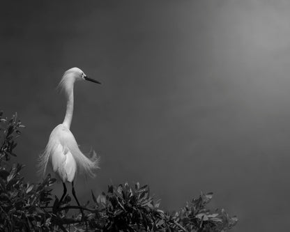 Elegant White Heron