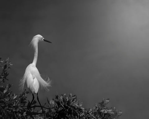 Elegant White Heron