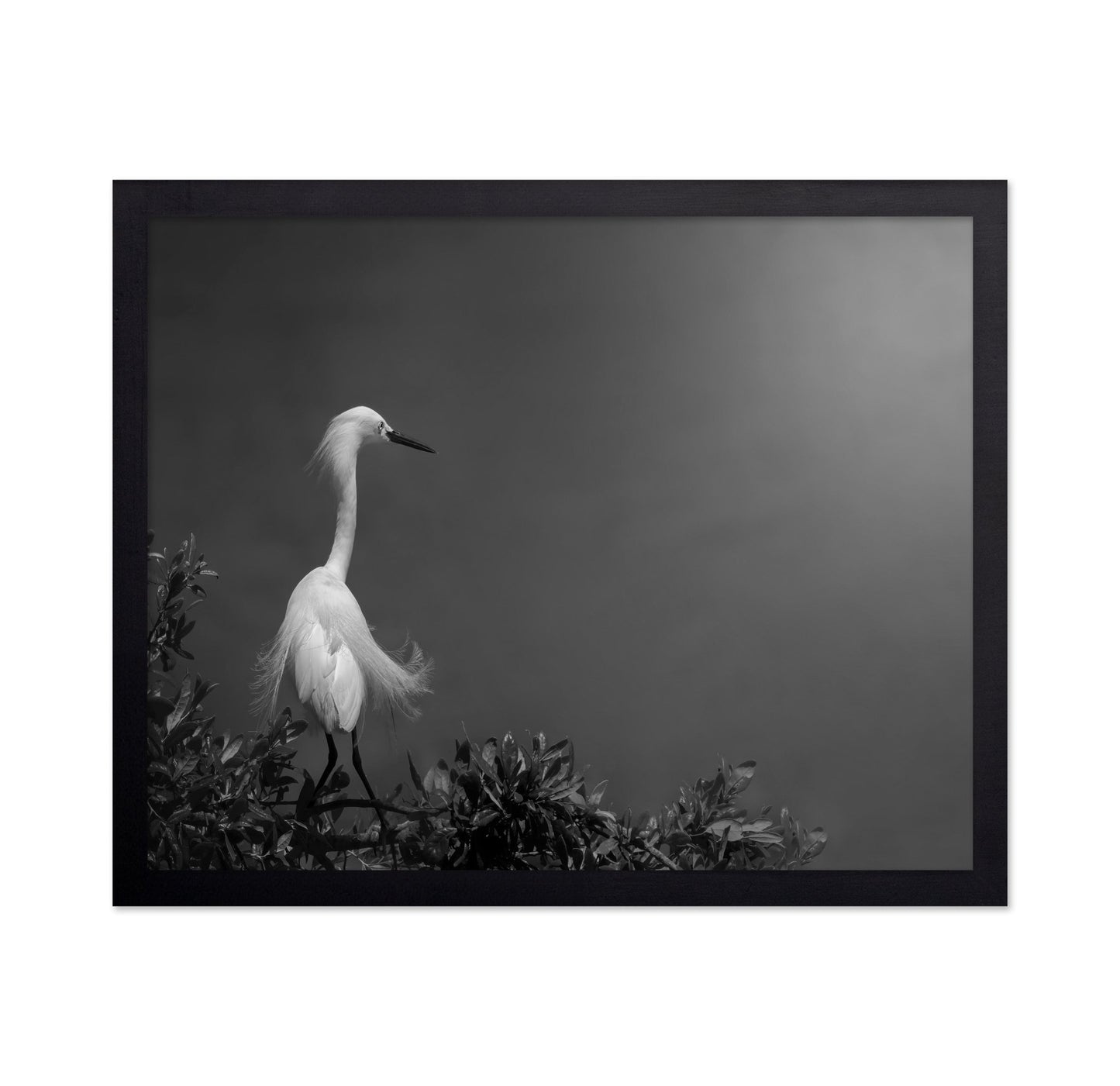 Elegant White Heron