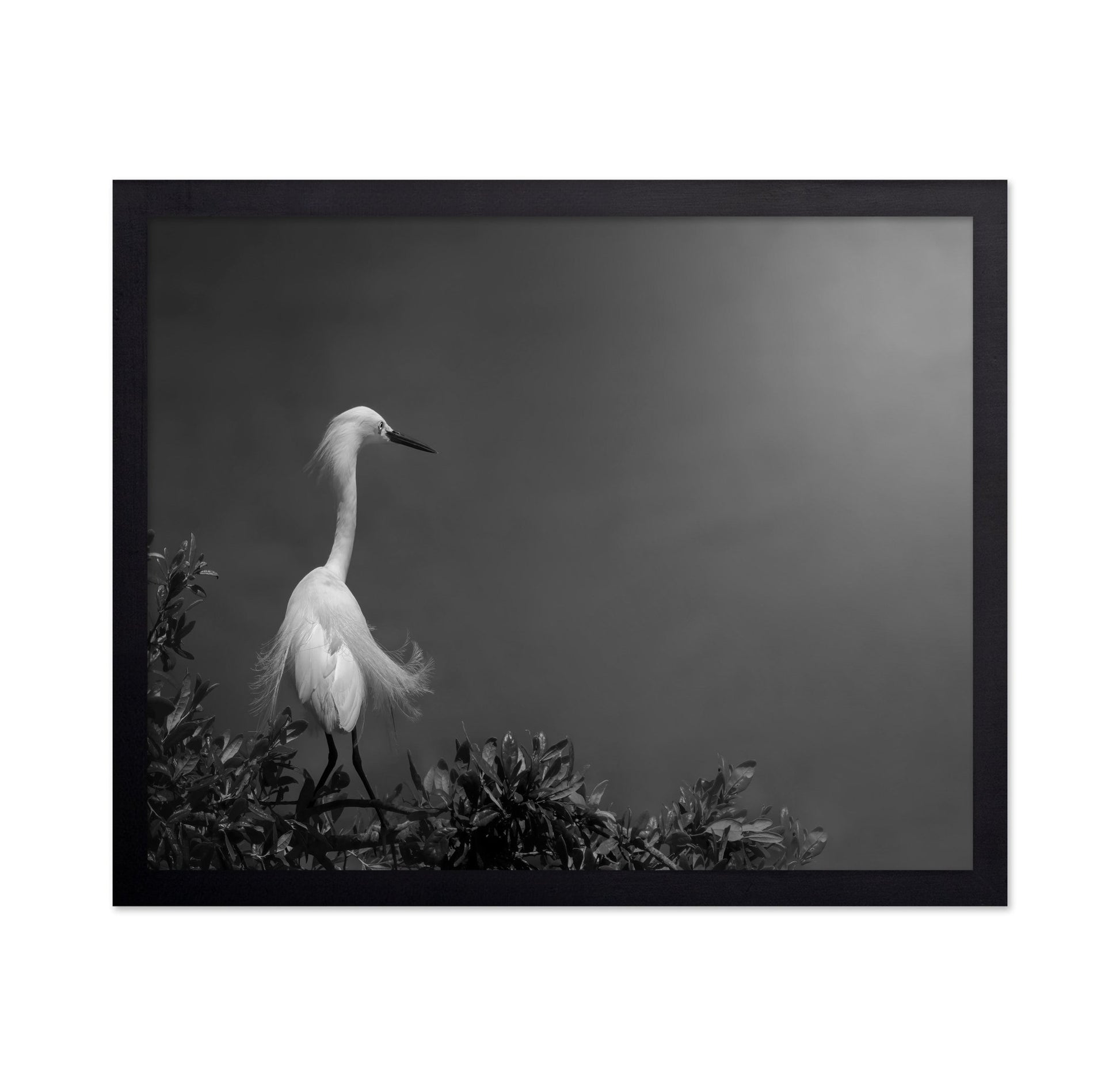 Elegant White Heron