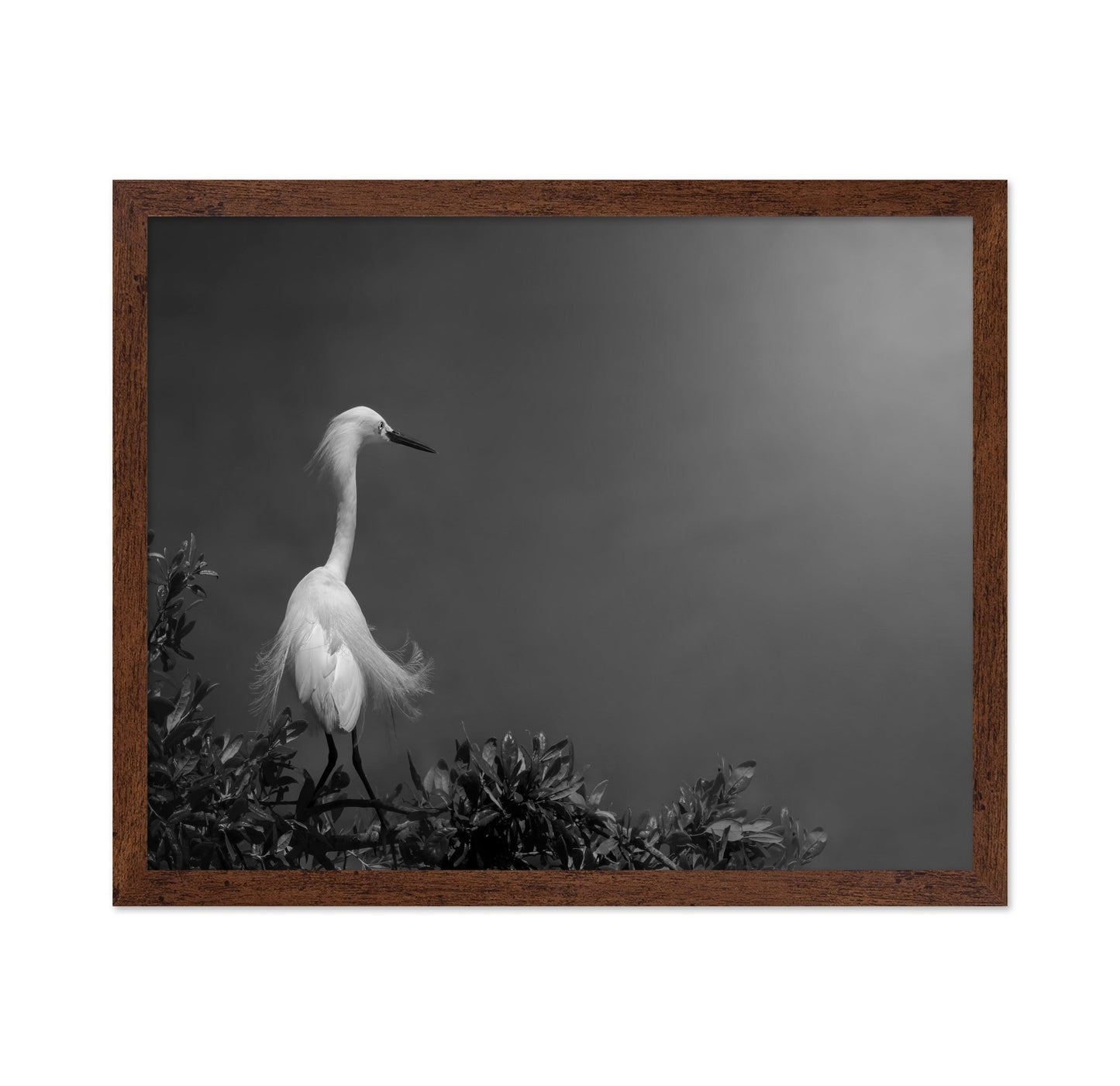 Elegant White Heron