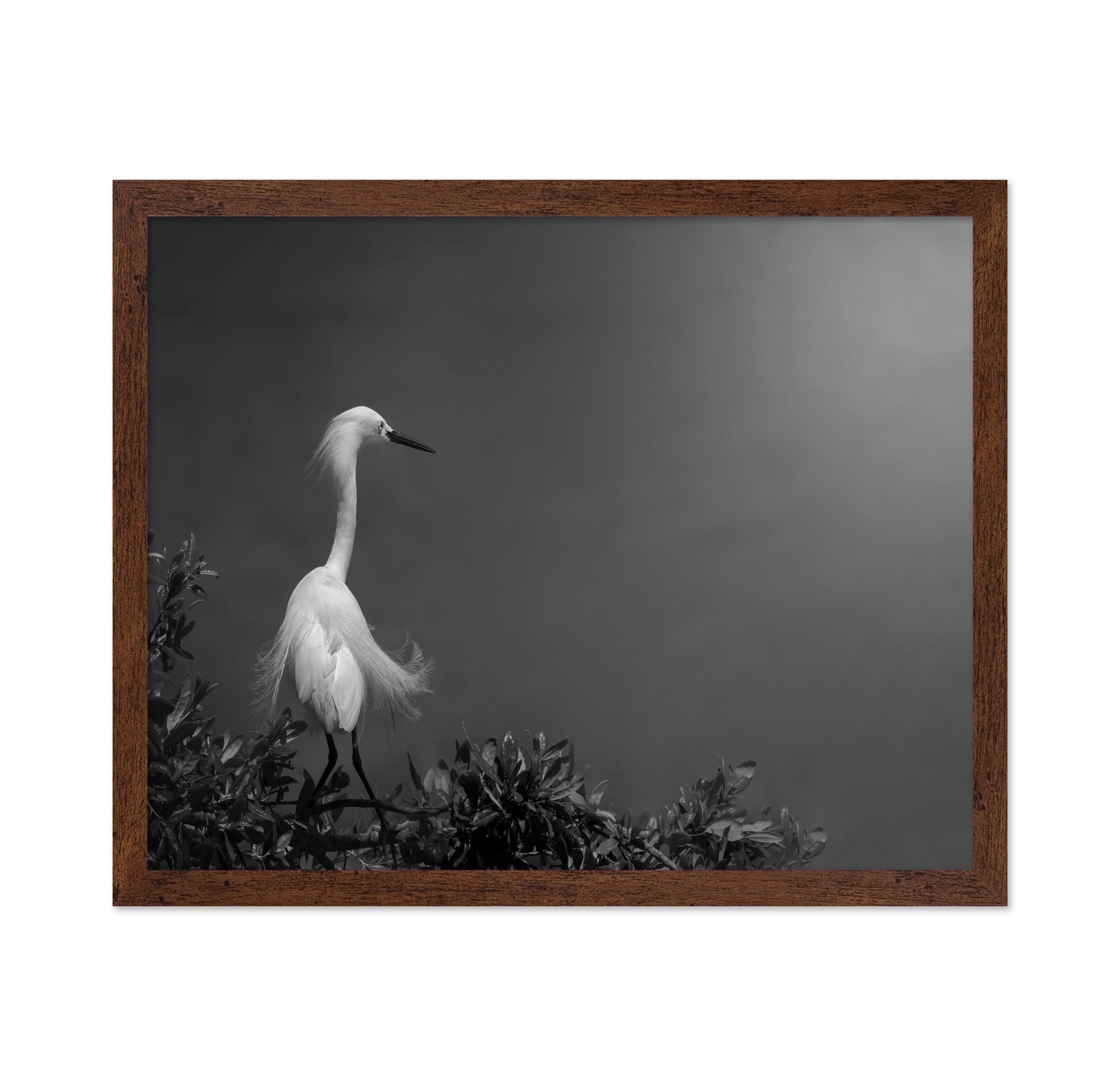 Elegant White Heron