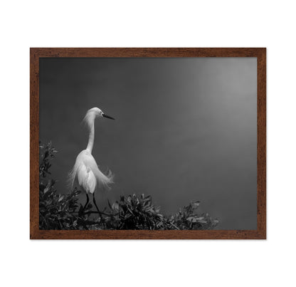 Elegant White Heron