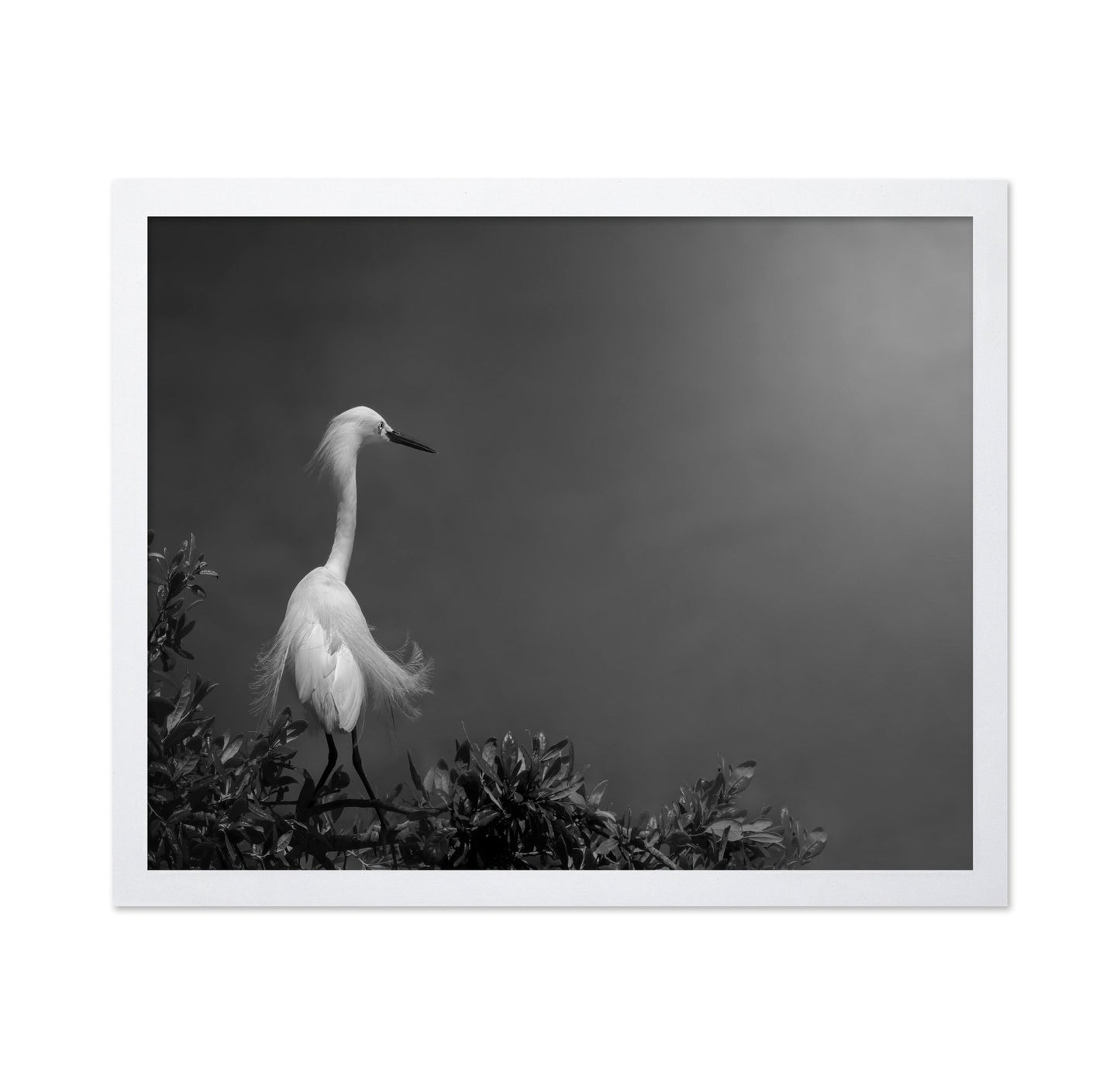 Elegant White Heron