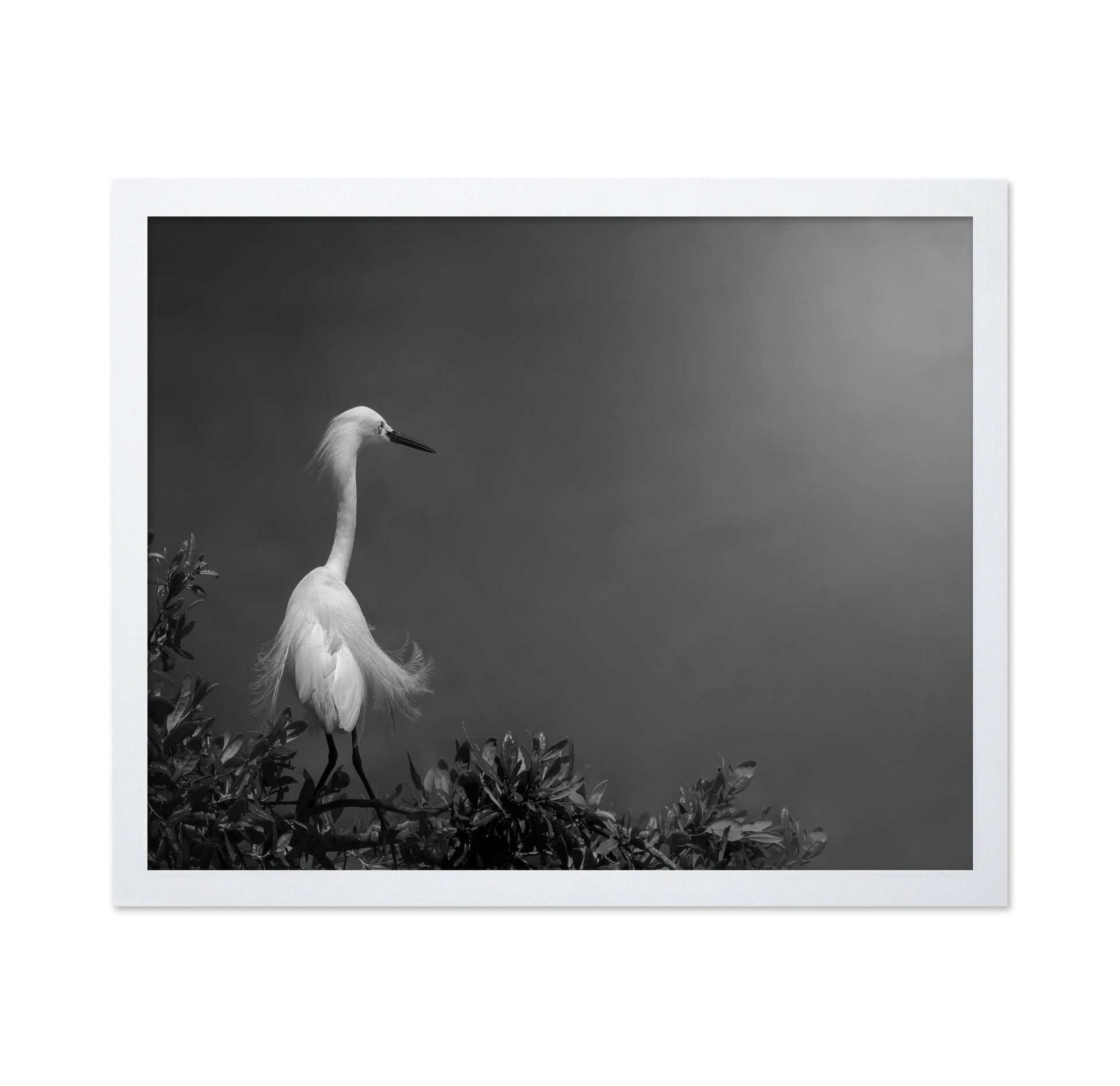 Elegant White Heron