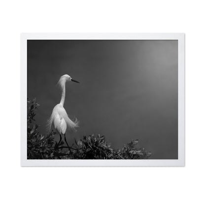 Elegant White Heron