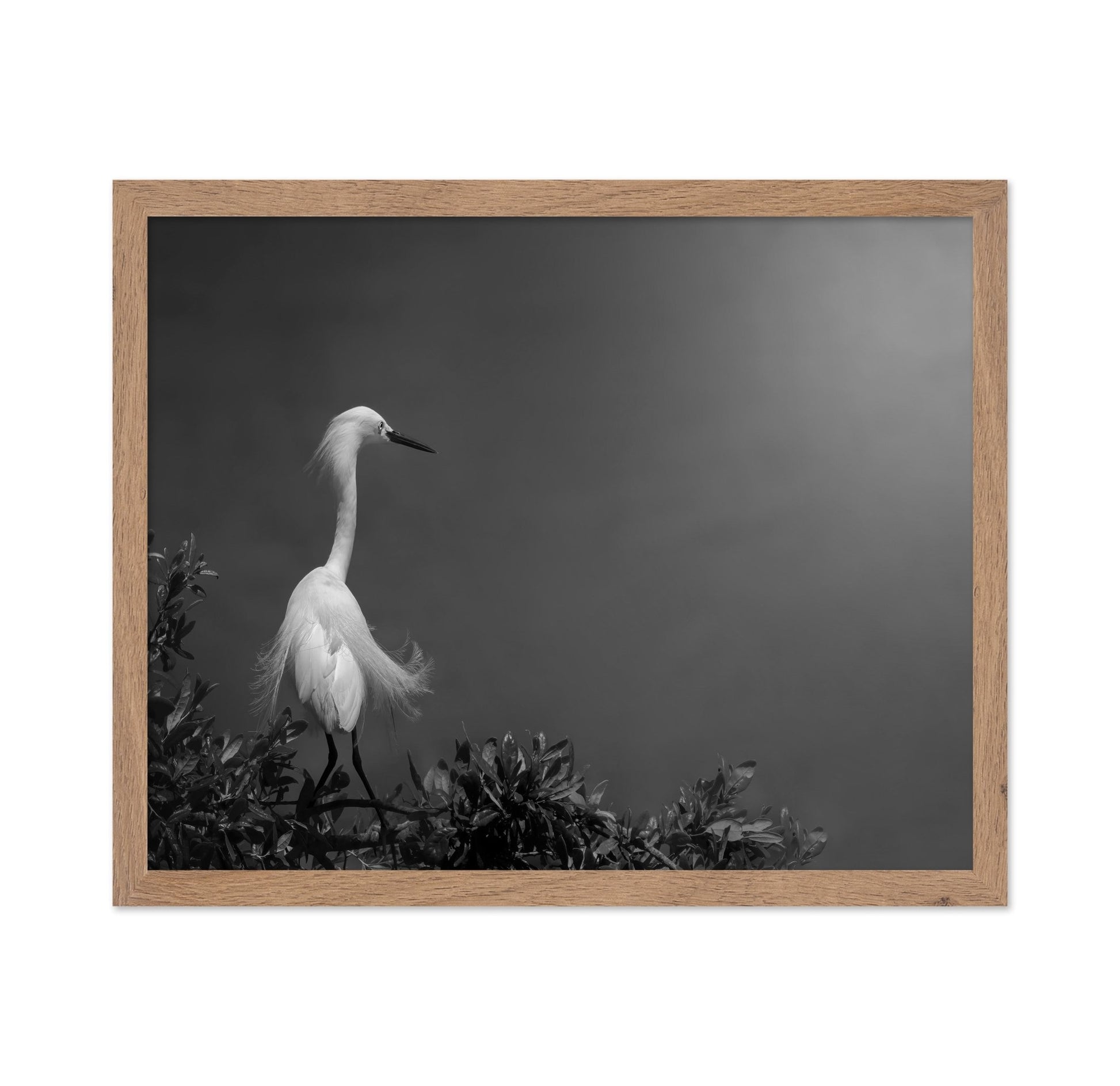 Elegant White Heron