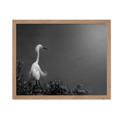 Elegant White Heron