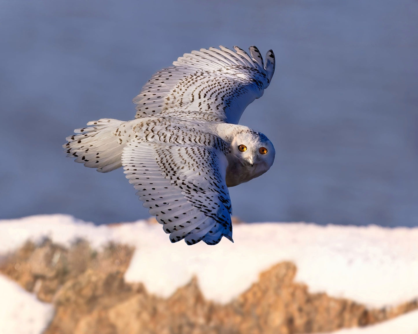 Snowy Owl In Flight No2