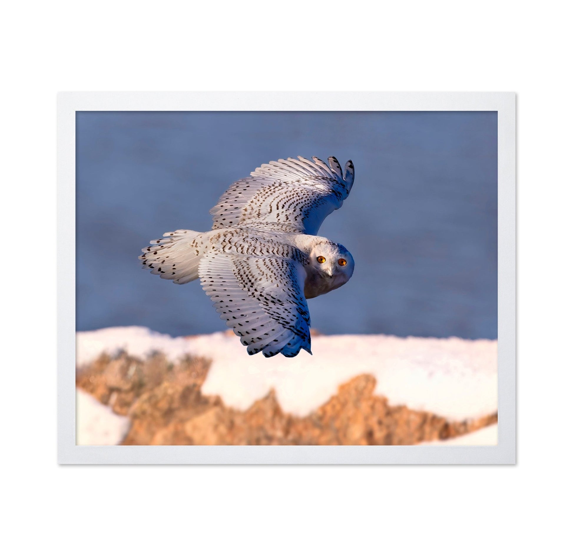 Snowy Owl In Flight No2