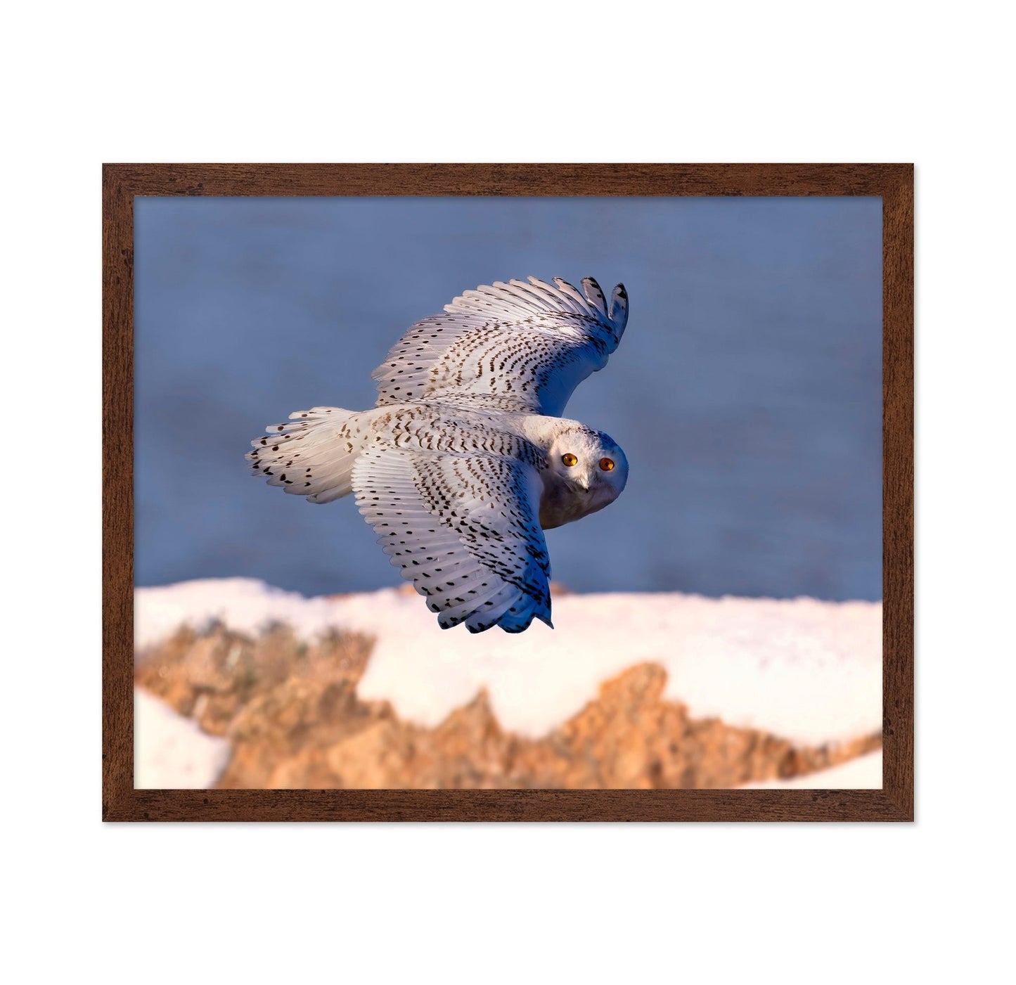 Snowy Owl In Flight No2