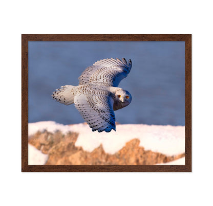 Snowy Owl In Flight No2