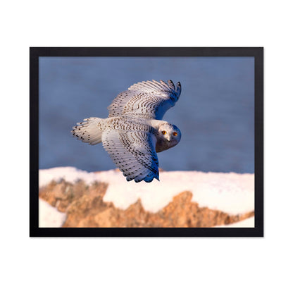 Snowy Owl In Flight No2