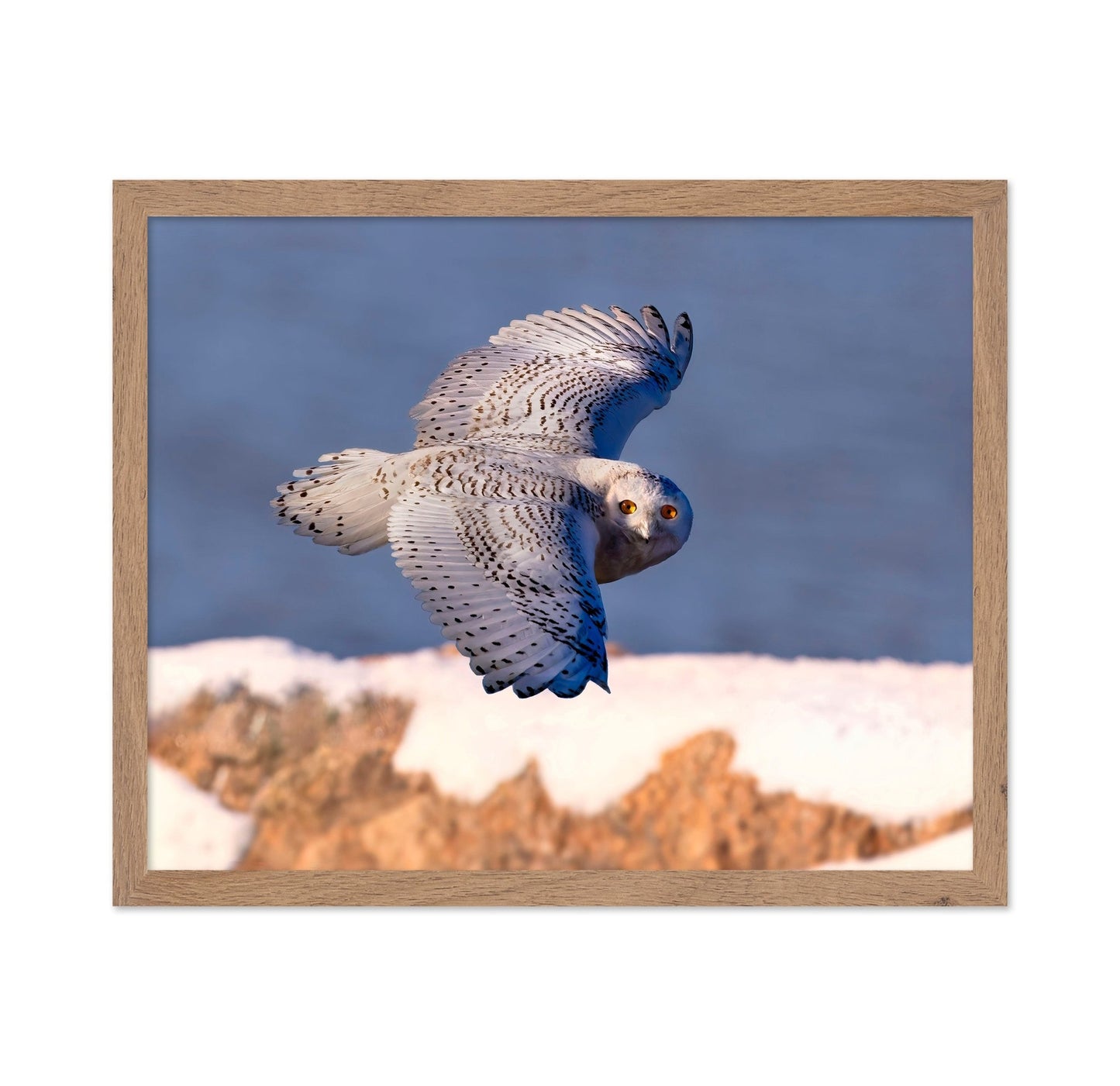 Snowy Owl In Flight No2
