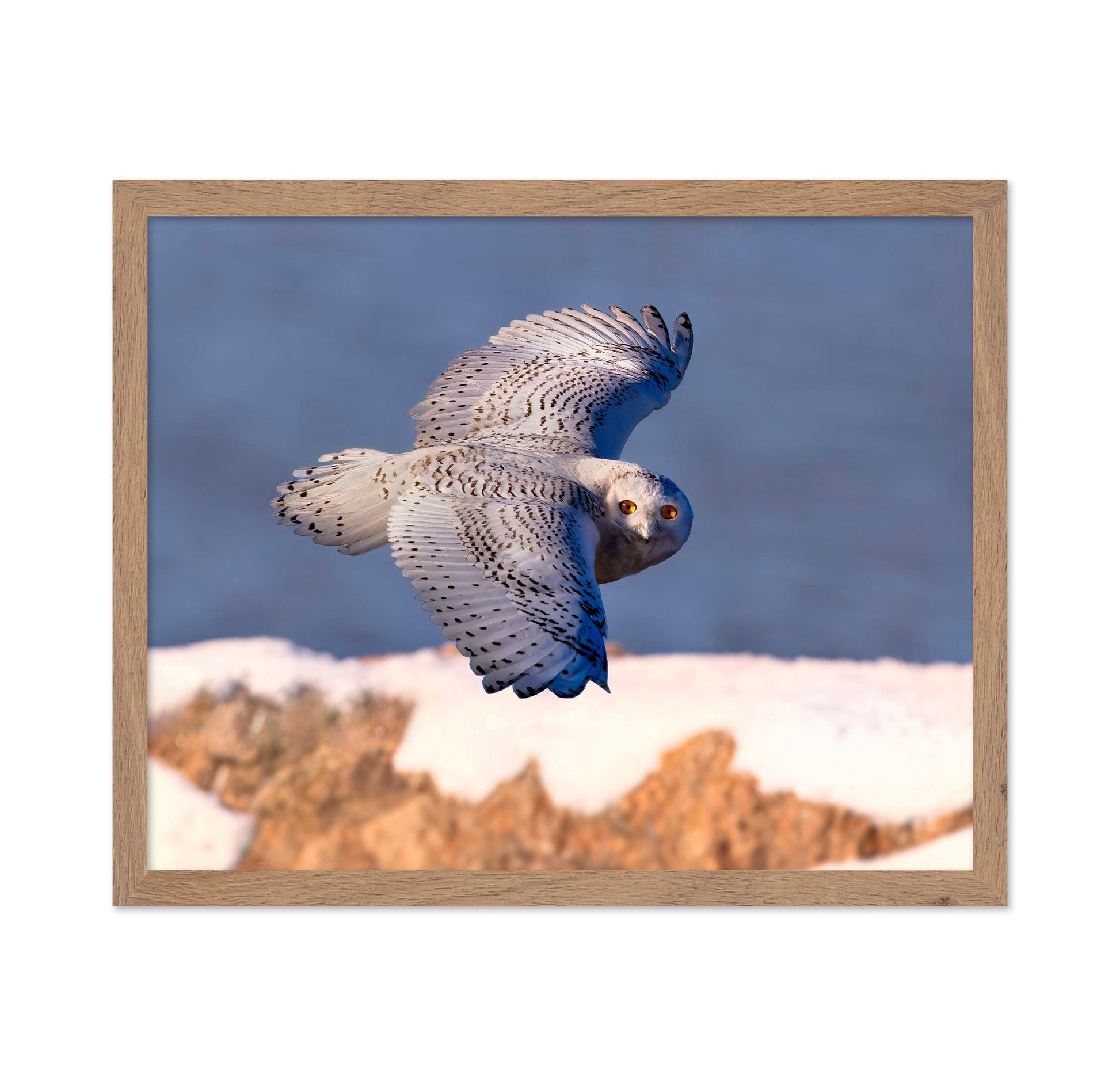 Snowy Owl In Flight No2
