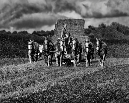 Horse Drawn Harvest