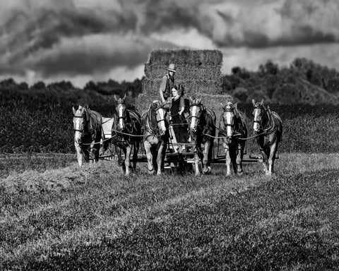 Horse Drawn Harvest