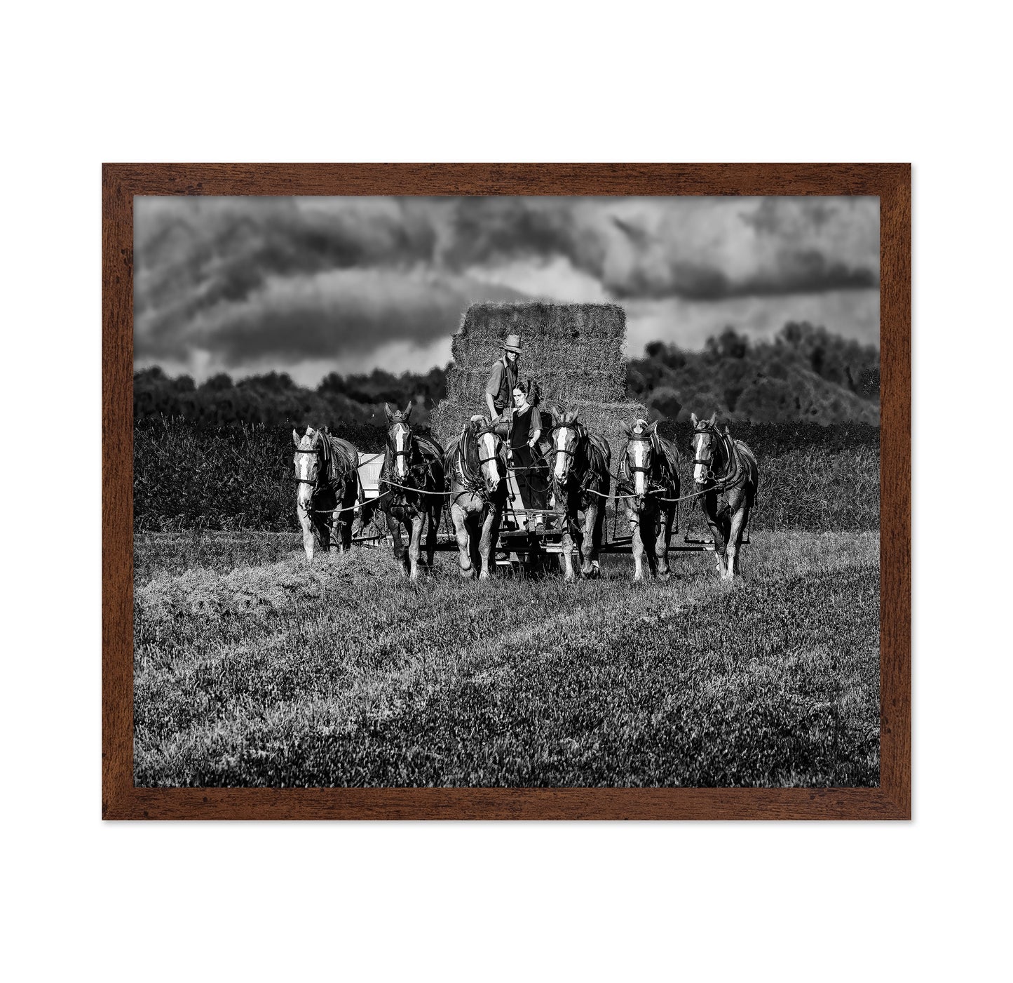 Horse Drawn Harvest