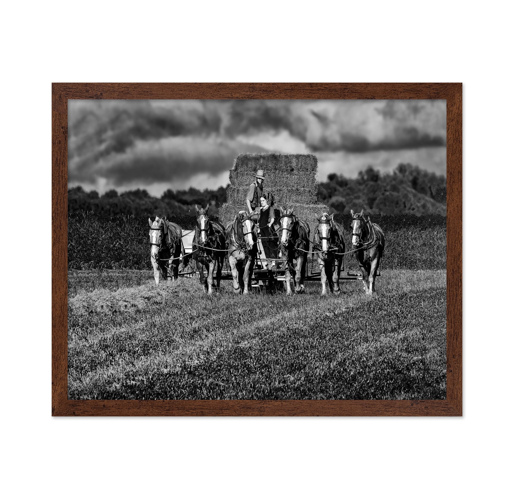 Horse Drawn Harvest