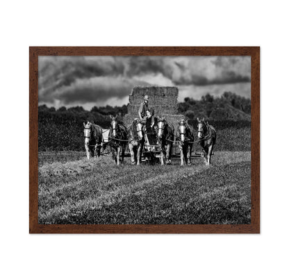 Horse Drawn Harvest