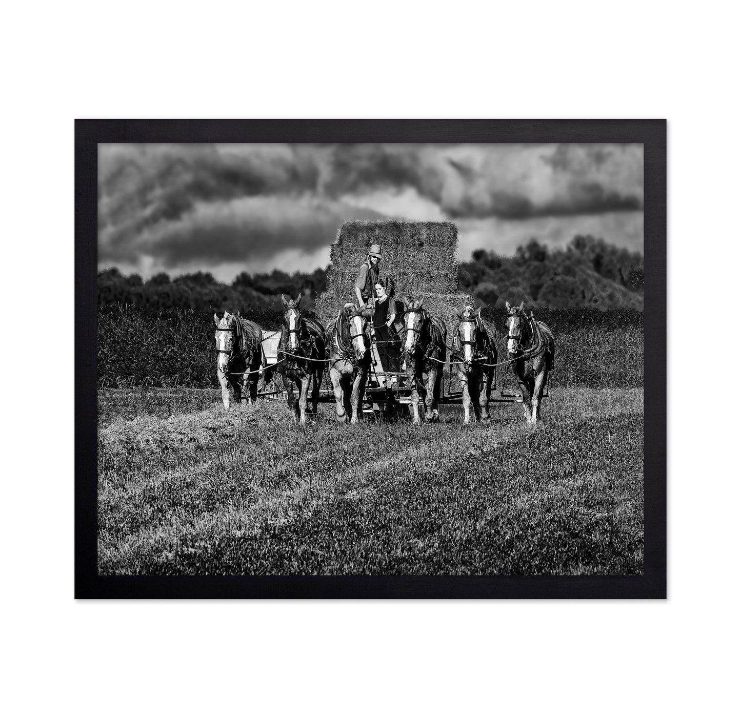 Horse Drawn Harvest