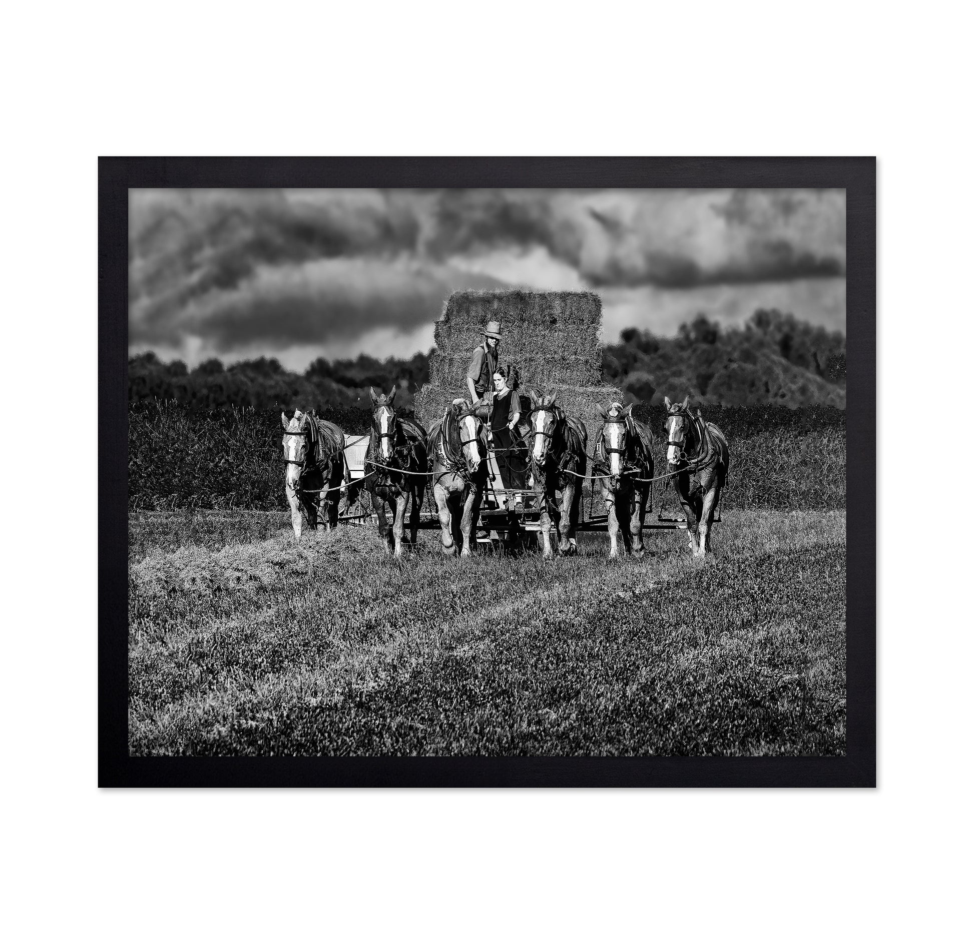 Horse Drawn Harvest