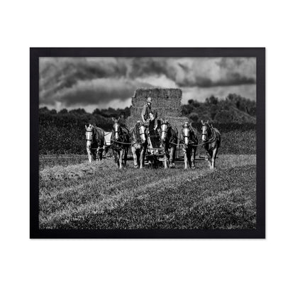 Horse Drawn Harvest