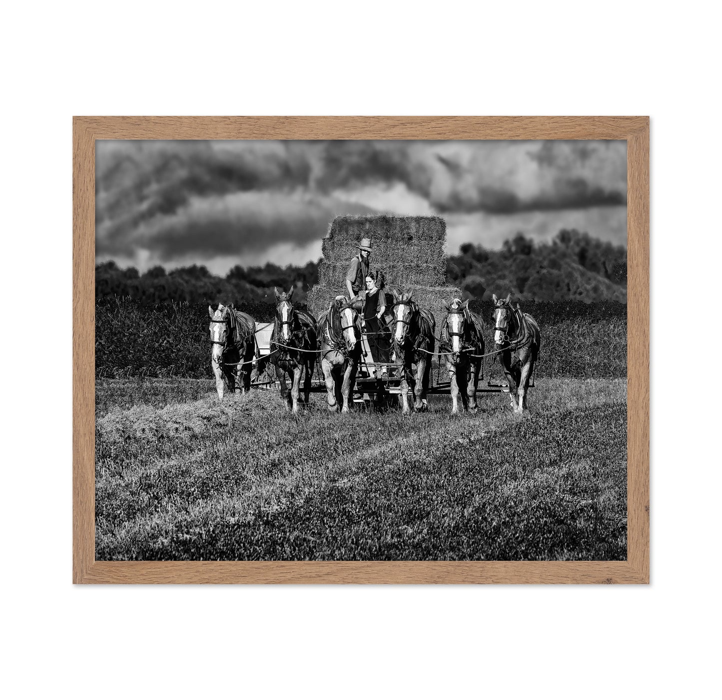 Horse Drawn Harvest