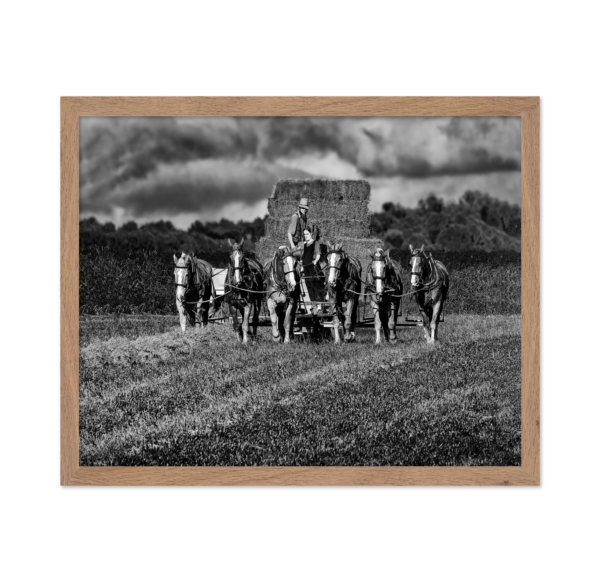 Horse Drawn Harvest