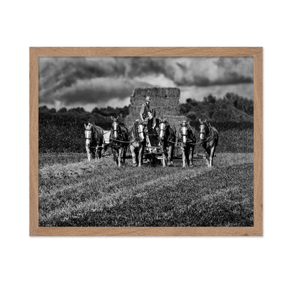 Horse Drawn Harvest