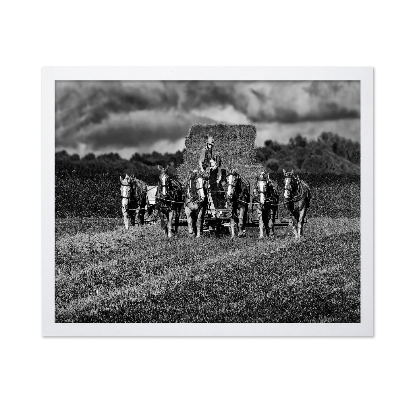 Horse Drawn Harvest