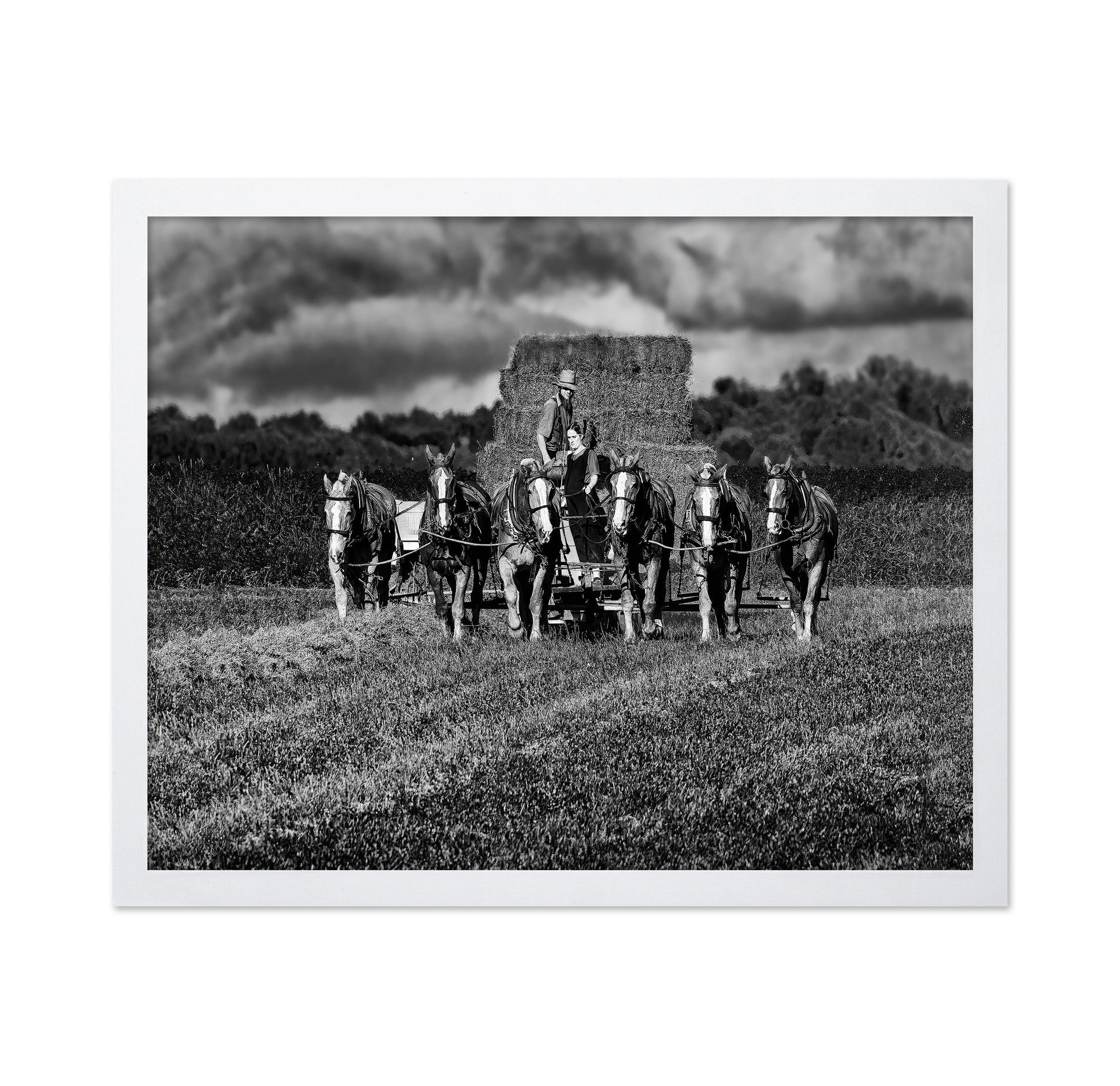 Horse Drawn Harvest