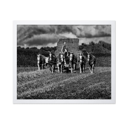 Horse Drawn Harvest