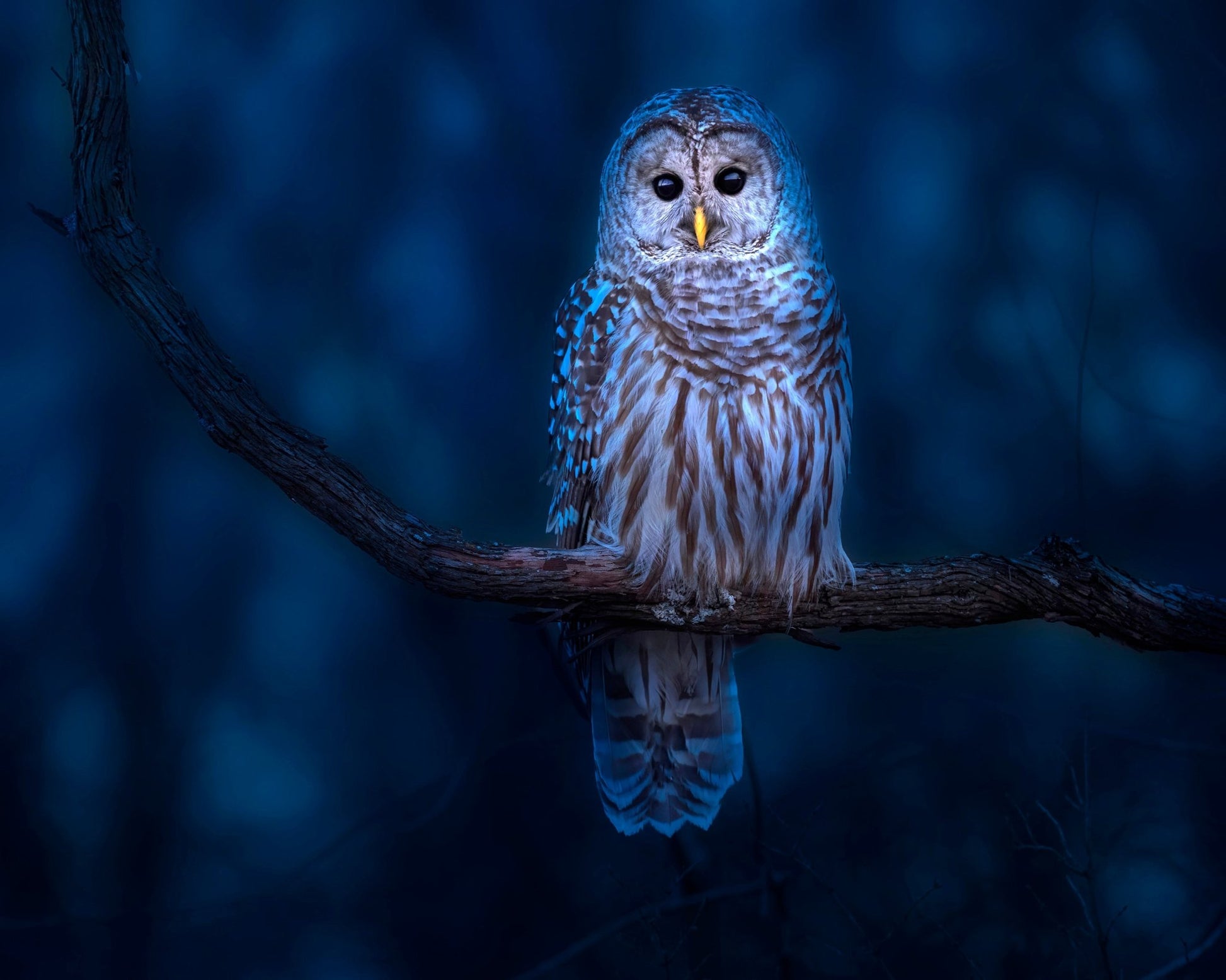 Night Owl Portrait