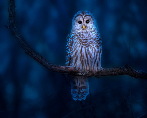 Night Owl Portrait