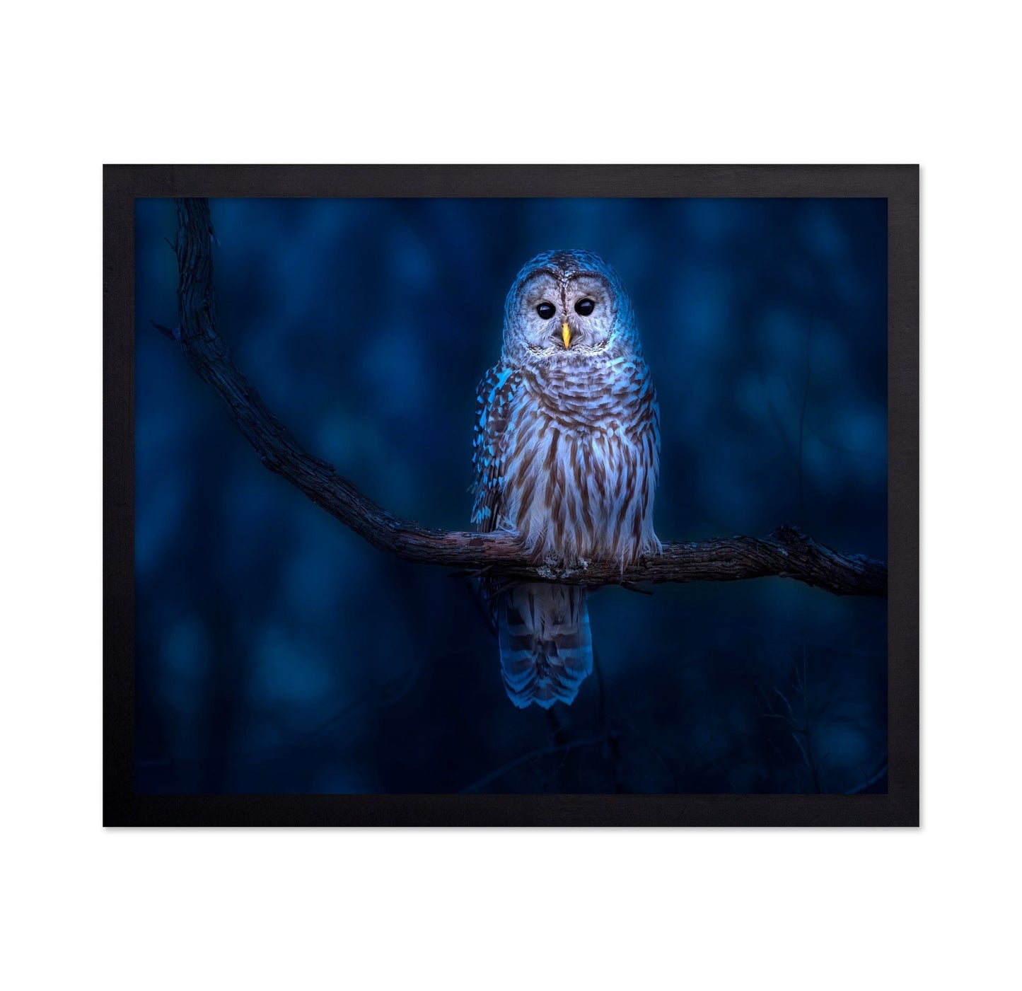 Night Owl Portrait