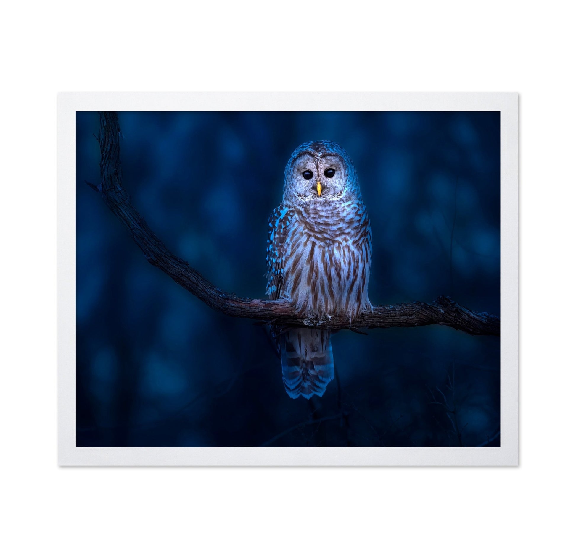 Night Owl Portrait